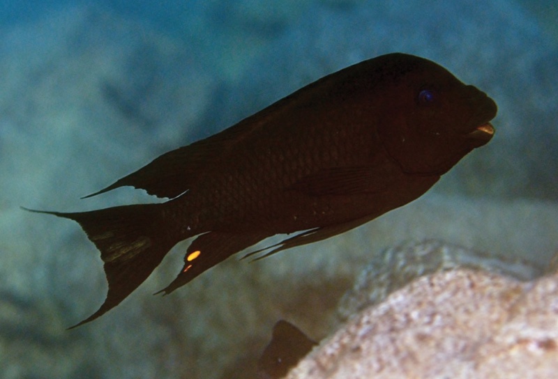 Petrochromis trewavasae 'Chimba'